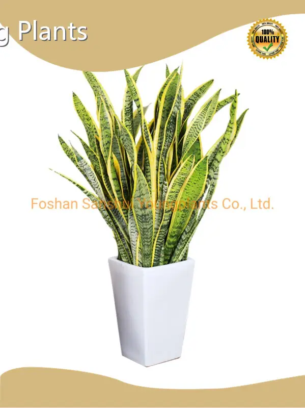 Scindapsus Sansevieria Wholesale - Young Plants 1