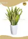Scindapsus Sansevieria Wholesale - Young Plants 1