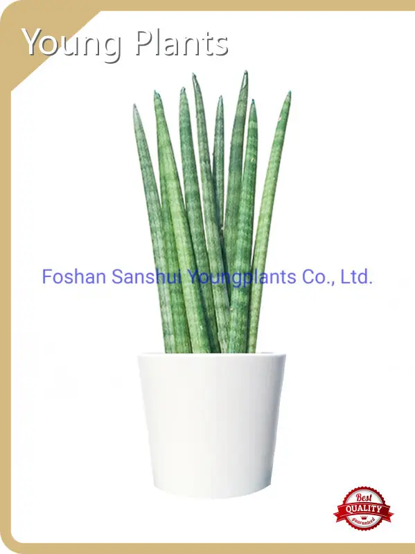 Perennial Plants Products Wholesale - Young Plants 1