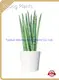 Perennial Plants Products Wholesale - Young Plants 1