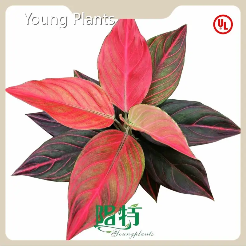 Aglaonema Araceae by Young Plants 1
