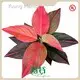 Aglaonema Araceae by Young Plants 1