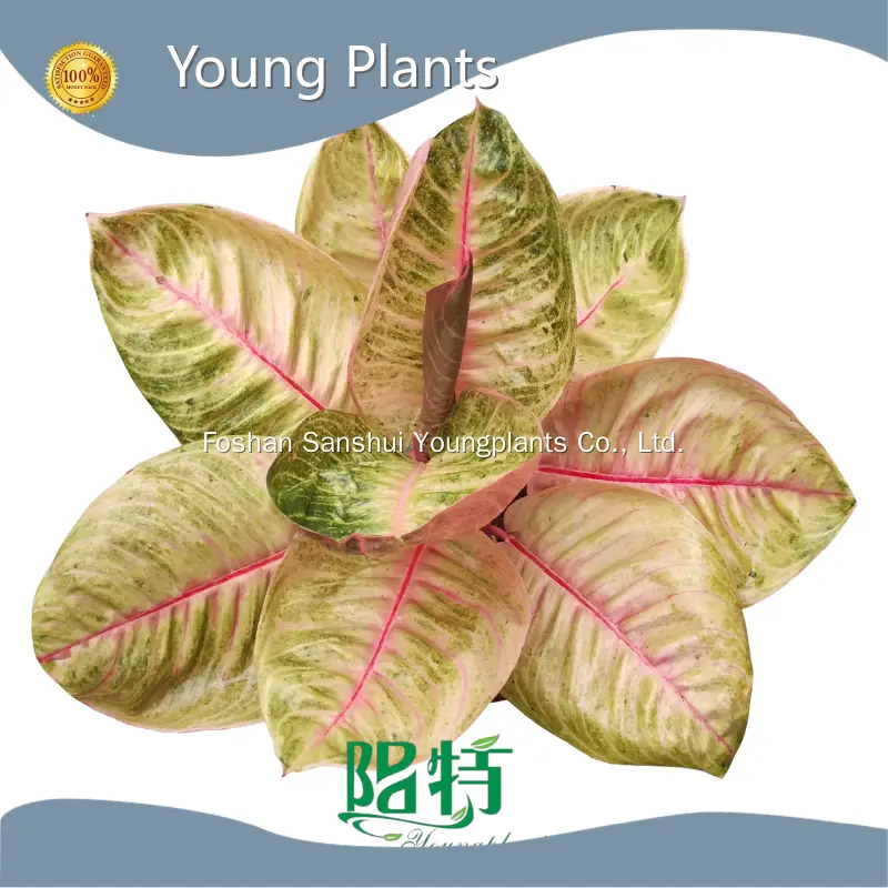 Young Plants Monstera From China 1