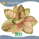 Young Plants Monstera From China 1