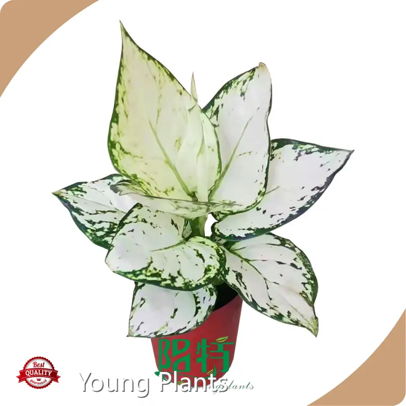 Aglaonema Red Products Wholesale - Young Plants 1