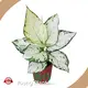 Aglaonema Red Products Wholesale - Young Plants 1