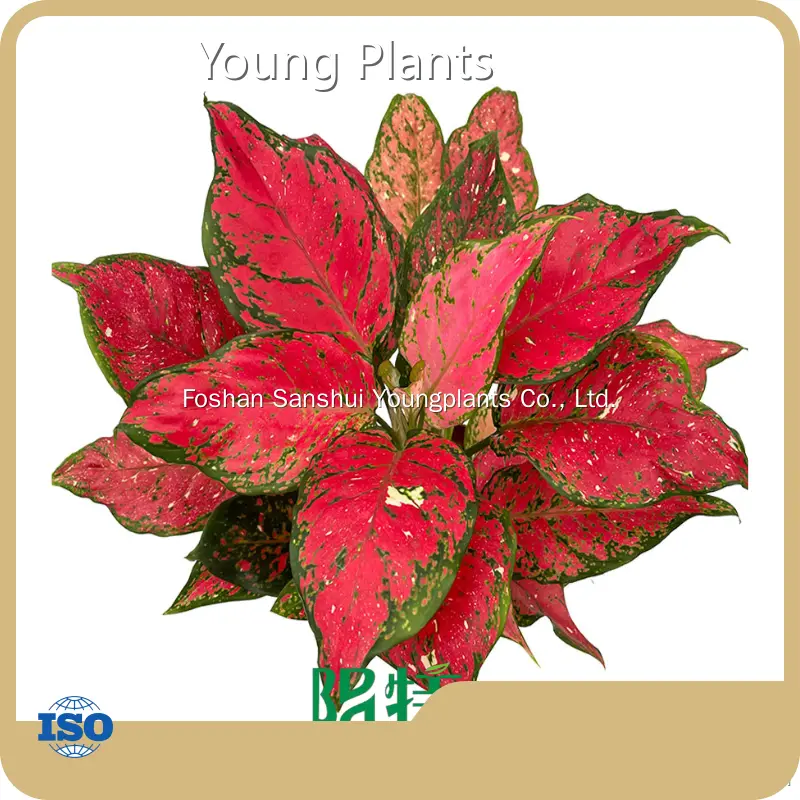 Young Plants Rooted Plugs Highly Rated 1