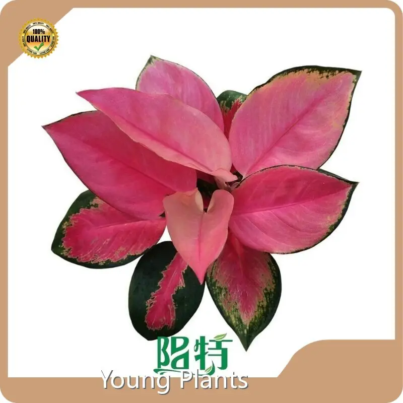 Young Plants Aglaonema Tissue Culture Factory Direct Supply 1