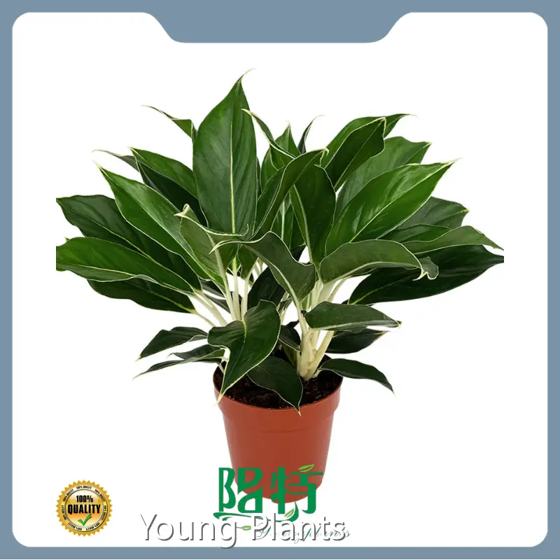 Young Plants Wholesale Seedling Wholesale Seedling Best Supplier 1