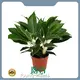 Young Plants Wholesale Seedling Wholesale Seedling Best Supplier 1