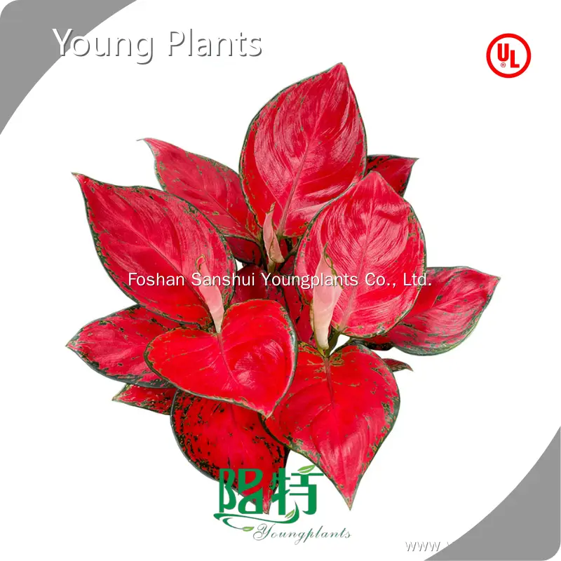 Young Plants Dieffenbachia Dieffenbachia Supply 1