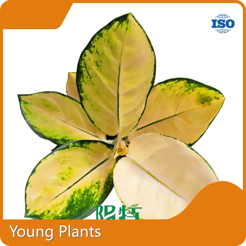 Alocasia Aglaonema Wholesale - Young Plants 1