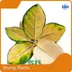 Alocasia Aglaonema Wholesale - Young Plants 1