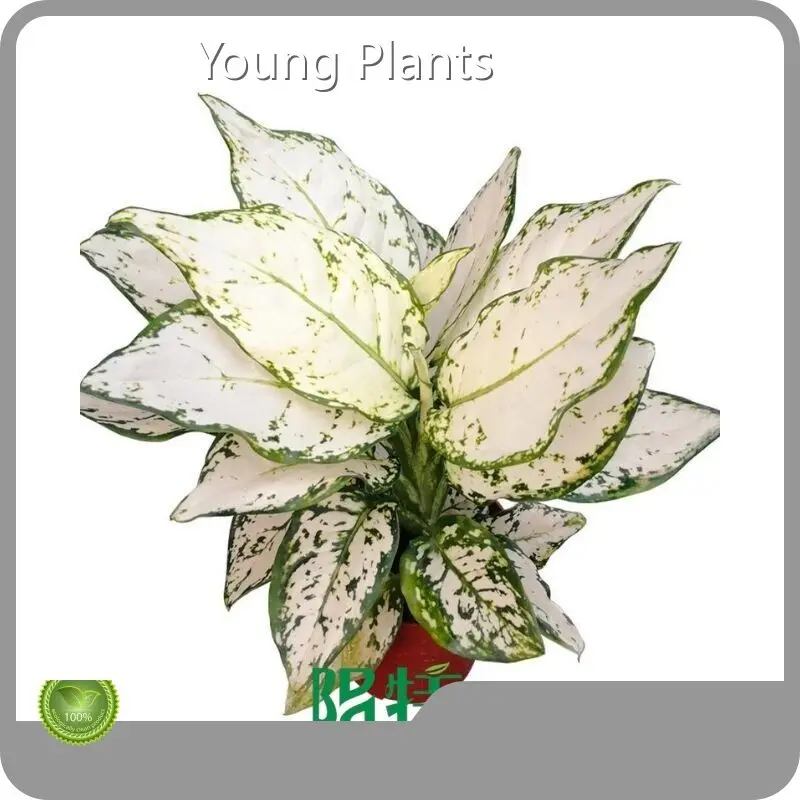 Bulk Buy Spathiphyllum Company 1