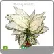 Bulk Buy Spathiphyllum Company 1