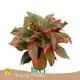 Young Plants Aglaonema Plant Care Aglaonema Plant Care Supply 1