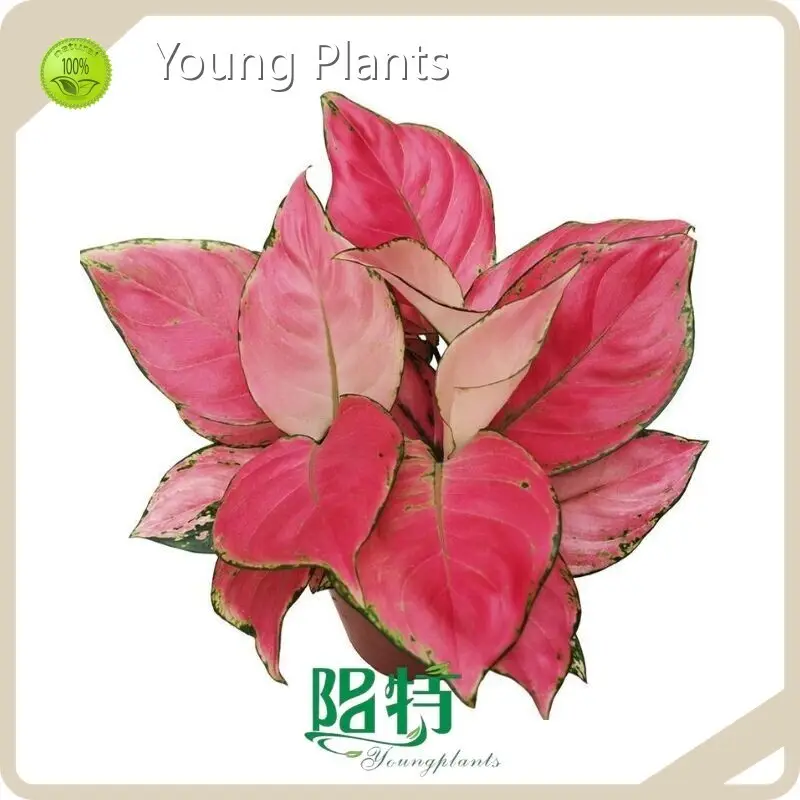 Young Plants Aglaonema Wholesale - Young Plants 1