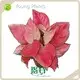 Young Plants Aglaonema Wholesale - Young Plants 1