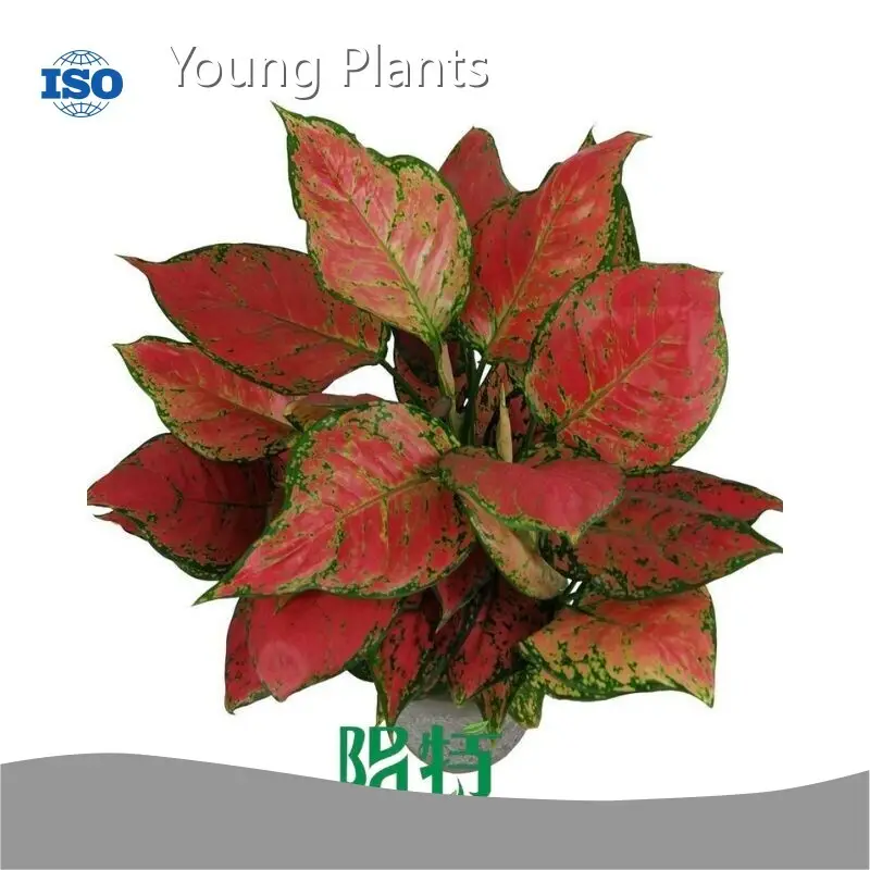 Wholesale Tissue Culture Plants for Sale Company 1