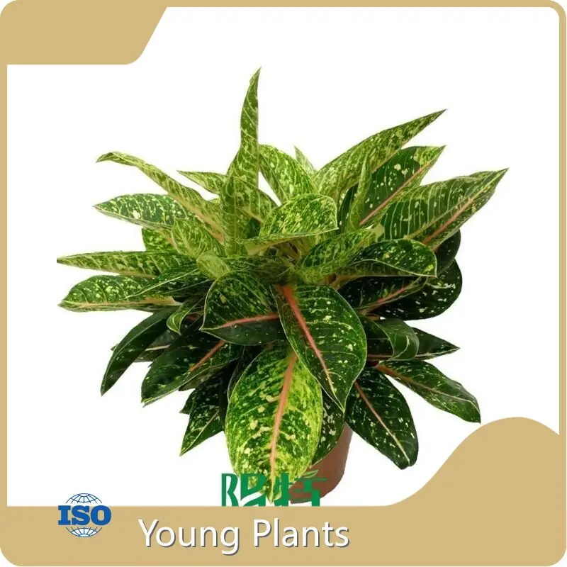 Alocasia Products Wholesale - Young Plants 1