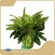 Alocasia Products Wholesale - Young Plants 1
