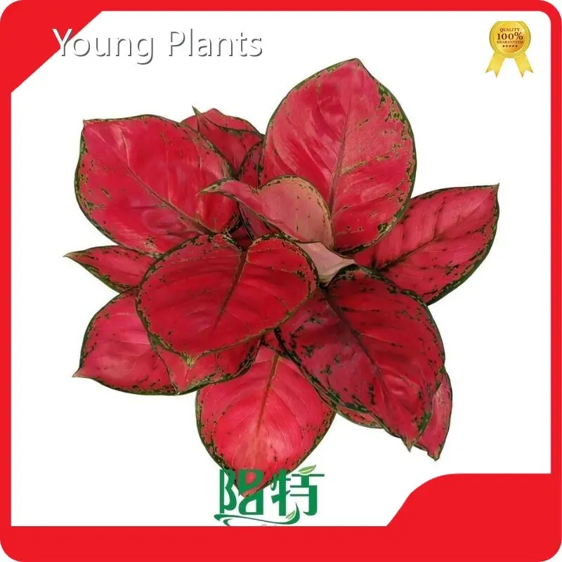 Aglaonema Plant by Young Plants 1