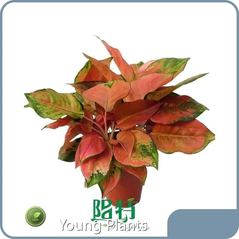 Hot Sale Aglaonema Type Company 1