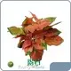 Hot Sale Aglaonema Type Company 1