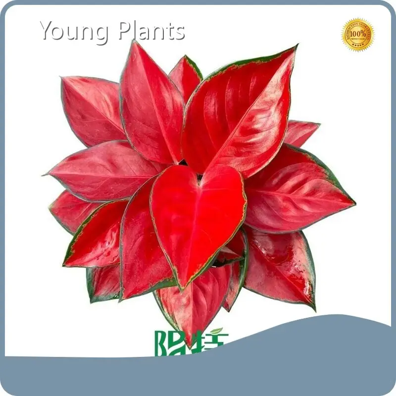 Aglaonema Red by Young Plants 1