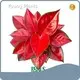 Aglaonema Red by Young Plants 1