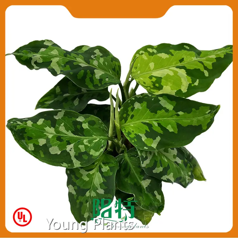 Aglaonema Wholesale by Young Plants 1