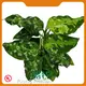 Aglaonema Wholesale by Young Plants 1