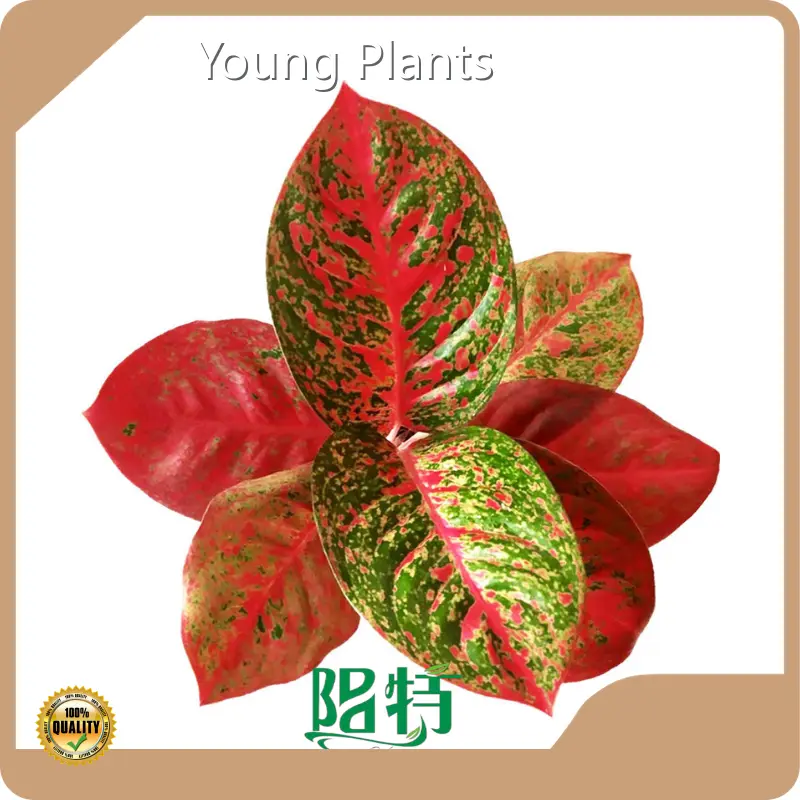 Ficus Aglaonema Wholesale - Young Plants 1