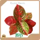 Ficus Aglaonema Wholesale - Young Plants 1