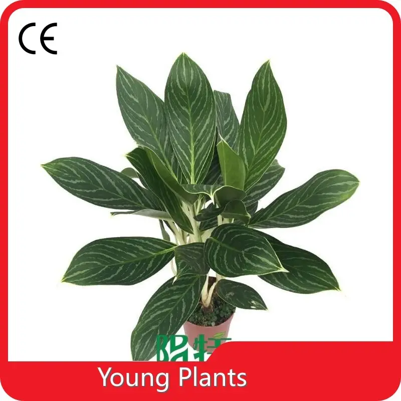 Young Plants Plants Sell in Trays Plants Sell in Trays From China 1