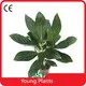 Young Plants Plants Sell in Trays Plants Sell in Trays From China 1