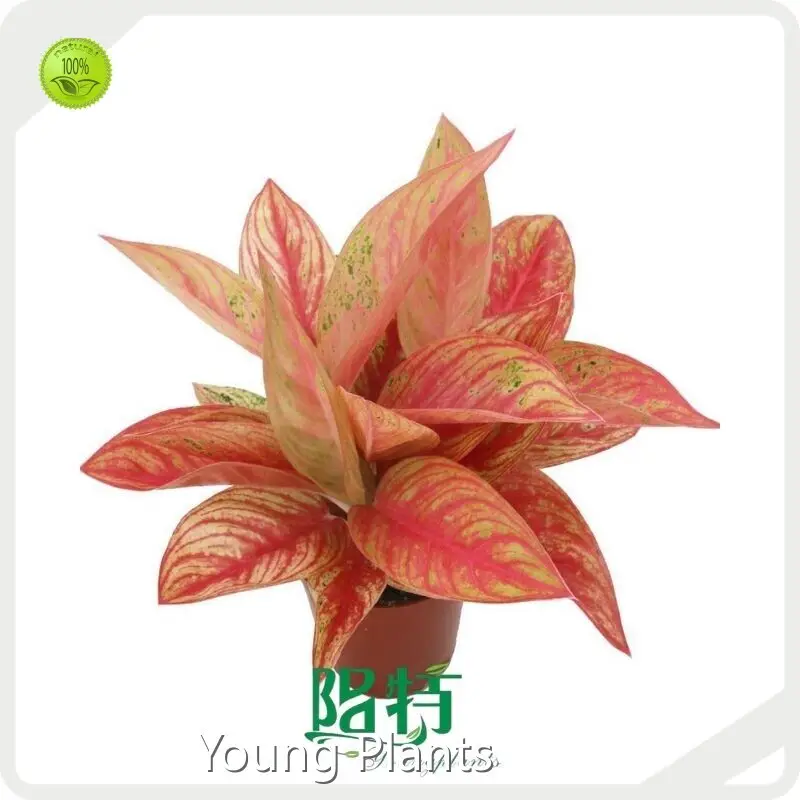 Dionaea by Young Plants 1