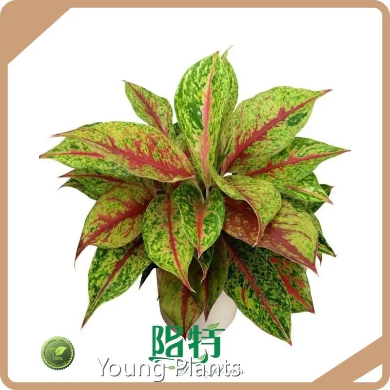Aglaonema Plant Aglaonema Wholesale - Young Plants 1