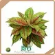 Aglaonema Plant Aglaonema Wholesale - Young Plants 1
