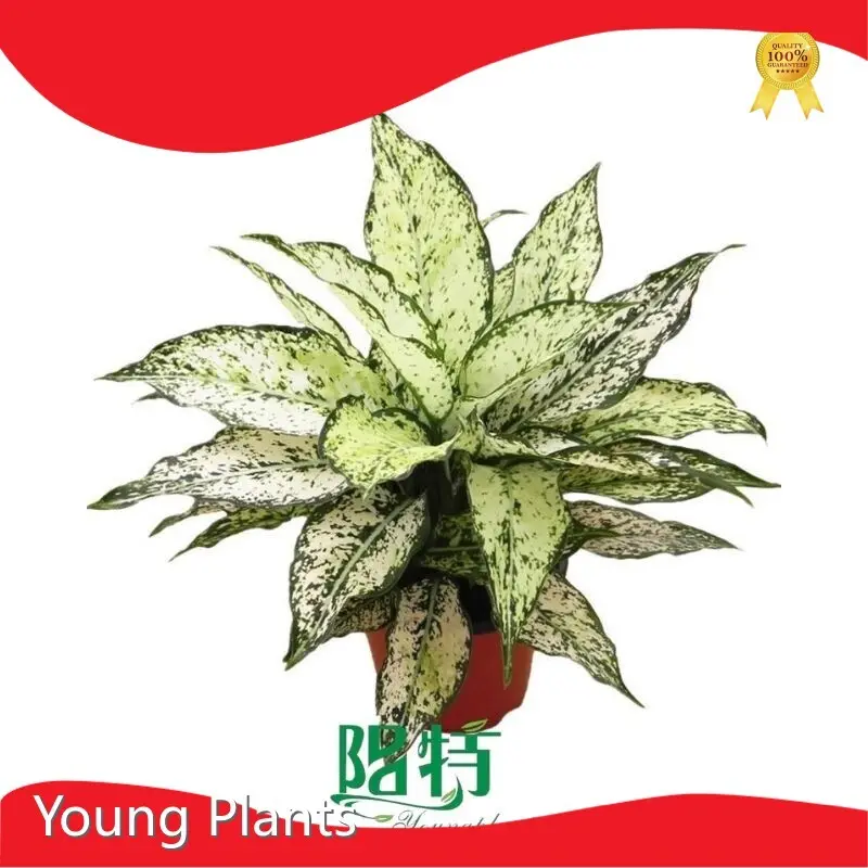 Syngonium by Young Plants 1