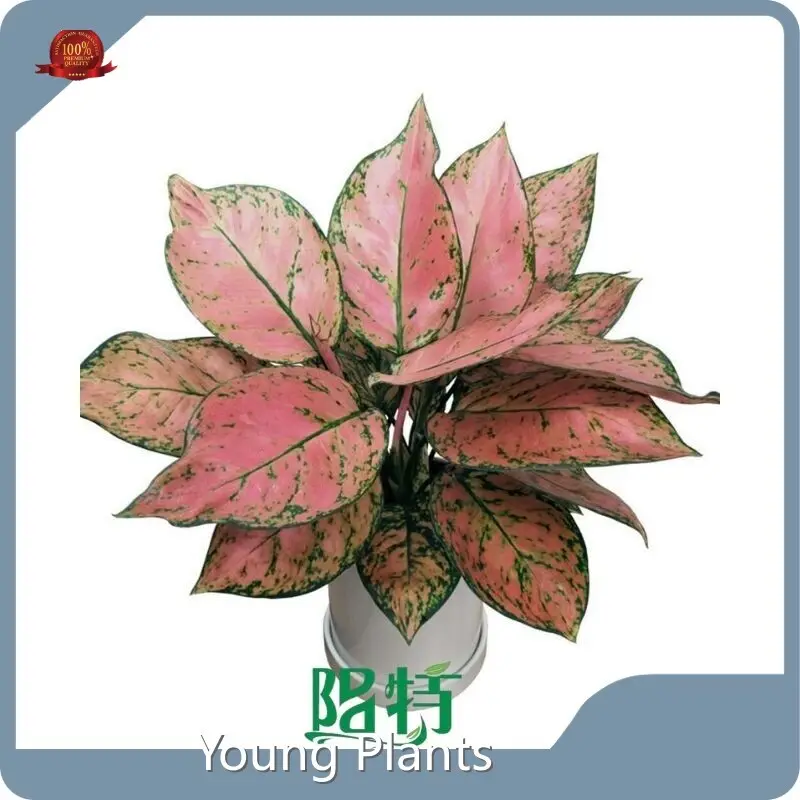 Dionaea by Young Plants-1 1