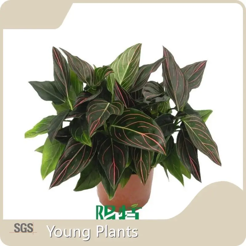 Young Plants Wholesale Plant Plugs Wholesale Plant Plugs From China 1