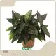 Young Plants Wholesale Plant Plugs Wholesale Plant Plugs From China 1