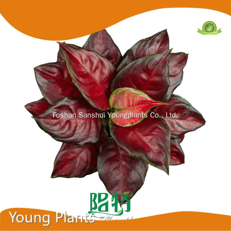 Young Plants by Young Plants 1