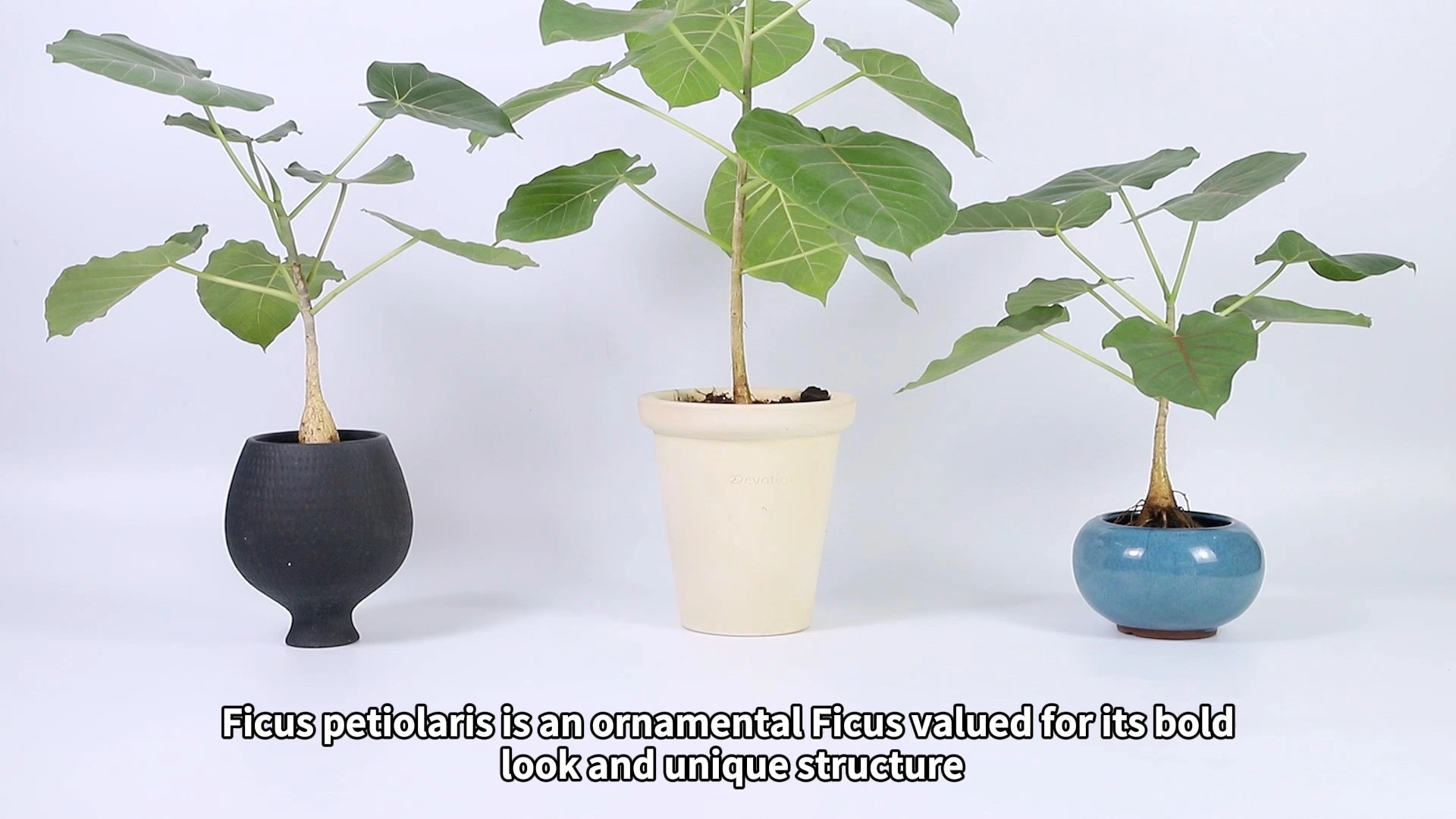 Ficus petiolaris Rock Fig Tissue Culture Plants Ornamental Foliage 1