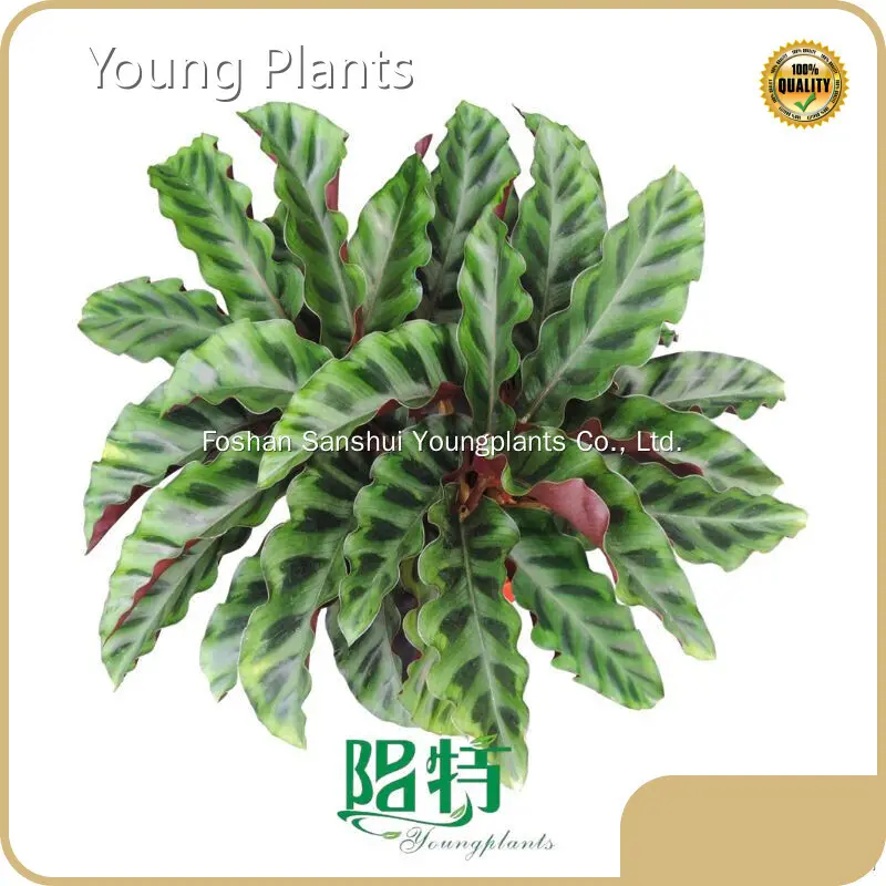Young Plants Ficus Ficus Factory 1