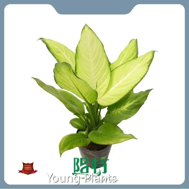 Rooted Plugs by Young Plants 1