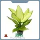 Rooted Plugs by Young Plants 1