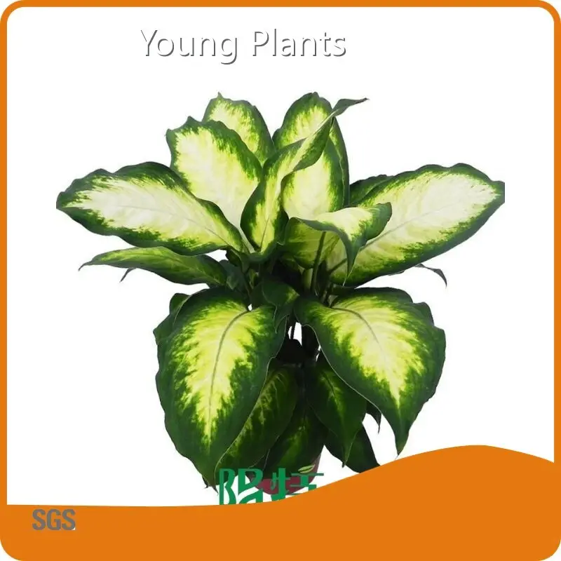 Top Selling Dieffenbachia Maculata Camille Company 1