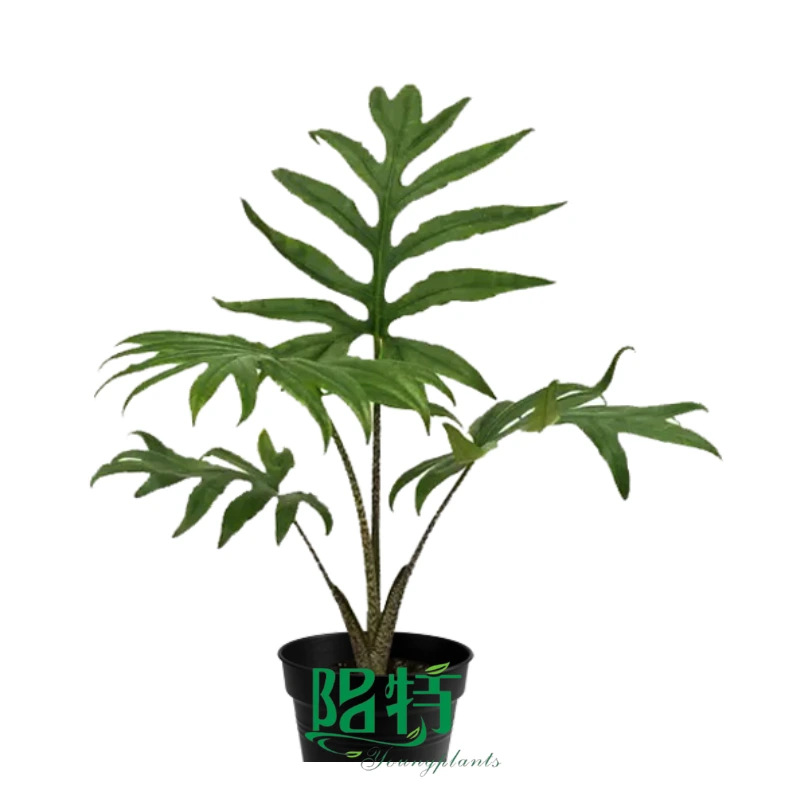 Alocasia brancifolia Tissue Culture Seedling Plants Wholesale Foliage ornamental Use Indoor 1